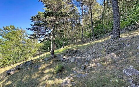 La Bergerie de Portes: Albero, Foglia, Vegetazione, Natura Selvaggia, Comunita 'Impianto, Foresta, Geologia, Riserva Naturale, Larice