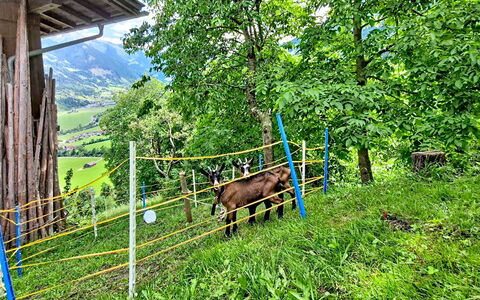Brandnerhof: Paesaggio, Recinzione, Area Rurale, Pascolo, Hill Station, Catena Montuosa, Campo, Prato, Ranch