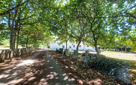 Pizarra: Ramo, Foglia, Giorno, Albero, Natura, Ramoscello, Tronco, Shade, Primavera, Luce Del Sole