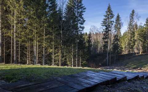 Valera Vita Forest: Albero, Foglia, Ambiente Naturale, Natura, Legna, Foresta, Tronco, Woodland, Boschetto