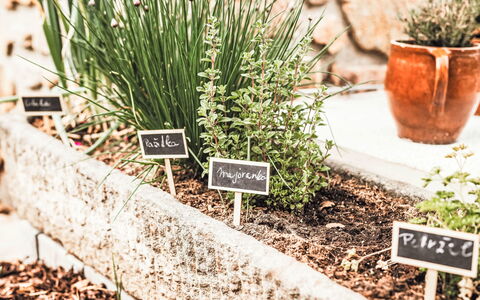 U Šenkýře Mikeše: Giardino, Erba, Vaso Di Fiori, Pianta Della Casa