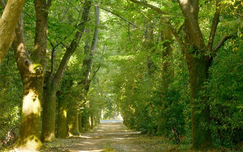 Villa Gioli: Foglia, Ramo, Natura, Verde, Ambiente Naturale, Albero, Legna, Vegetazione, Paesaggio Naturale, Strada