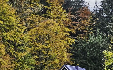 Sára: Foglia, Verde, Albero, Erba, Natura, Ambiente Naturale, Ramo, Giallo, Casa, Paesaggio