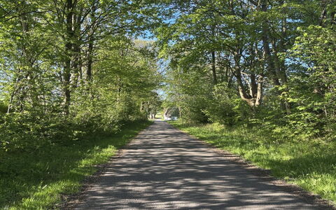 Thilo - 39Km from the Sea: Foglia, Verde, Ramo, Erba, Albero, Natura, Manto Stradale, Strada, Paesaggio Naturale, Vegetazione