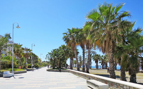 Portichuelo: Albero, Foglia, Tronco, Woody Impianto, Marciapiede, Passerella, Shade, Street Luce, Tropici