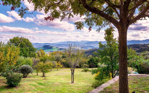 Cinque Cipressi 8: Albero, Foglia, Natura, Ambiente Naturale, Verde, Erba, Geografia Montane, Paesaggio Naturale, Vegetazione, Ramo