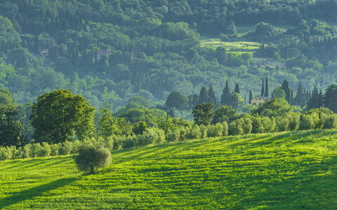 Podere Gragnano 12: Verde, Geografia Montane, Albero, Erba, Ambiente Naturale, Natura, Paesaggio Naturale, Collina, Vegetazione, Pascolo