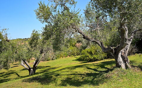 Villa le Cave 12: Albero, Erba, Foglia, Ramo, Vegetazione, Pascolo, Arbusto, Comunita 'Impianto, Plain, Lotto