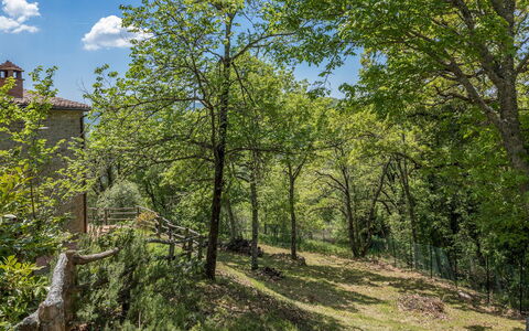 Casa Largnano 6+2: Ramo, Albero, Foglia, Natura, Vegetazione, Arbusto, Comunita 'Impianto, Ramoscello, Primavera, Tronco