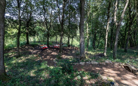 Villa Rinaldi 6: Foglia, Albero, Ambiente Naturale, Legna, Ramo, Vegetazione, Foresta, Boschetto, Woodland, Comunita 'Impianto