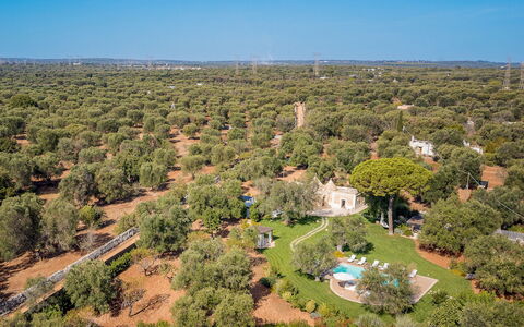 Trulli Biancapetra 8+2: Albero, Natura, Ambiente Naturale, Vegetazione, Paesaggio, Lotto, Visione Globale, Plain, Fotografia Aerea