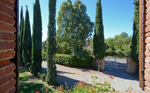 La Magia 8+2: Arbusto, Woody Impianto, Giardino, Landscaping, Sempreverde, Hedge, Pine Famiglia