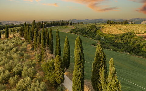 Podere Casanovina 12: Paesaggio Naturale, Paesaggio, Plain, Lotto, Piantagione, Campo, Prato, Landscaping
