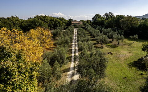 Villa Sparta 8+2: Albero, Foglia, Erba, Natura, Vegetazione, Arbusto, Plain, Lotto, Area Rurale, Luce Del Sole
