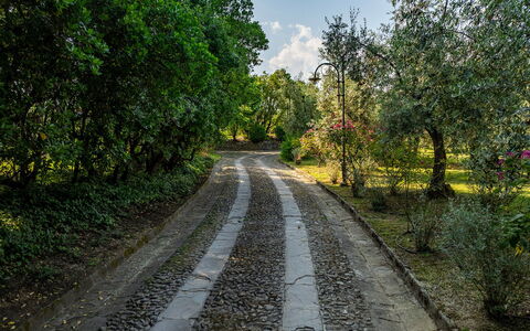 Villa Collegigliato 8: Foglia, Albero, Verde, Natura, Ramo, Vegetazione, Manto Stradale, Strada, Arbusto, Trail