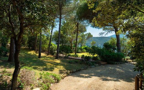 Villa Il Faro 10: Foglia, Albero, Natura, Verde, Ramo, Vegetazione, Arbusto, Comunita 'Impianto, Giardino, Tronco