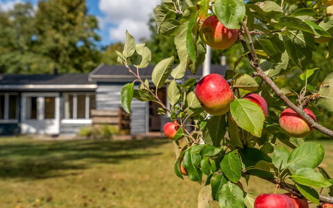 Hedwig - 120M to the Fjord: Rosso, Frutta, Produrre, Natural Foods, Mela, Cibo, Piantagione
