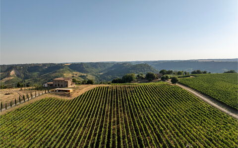 Tenuta Orsini 9+3: Agricoltura, Campo, Piantagione, Area Rurale, Paesaggio, Plain, Lotto, Ritaglia, Azienda Agricola, Vigneto