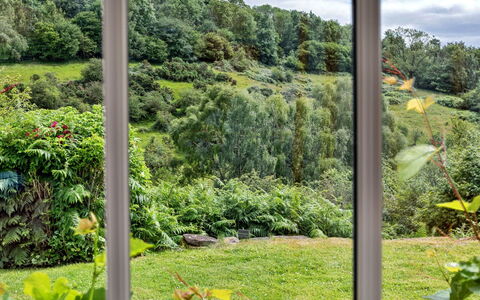 Mole End: Verde, Foglia, Vegetazione, Arbusto, Comunita 'Impianto, Lotto, Groundcover, Giardino, Piantagione