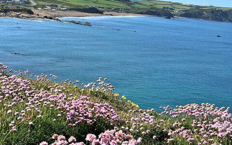 Sea Thrift at Widemouth Bay: Fiore, Corpo D'Acqua, Costa, Costiera E Morfologie Oceanic, Mare, Spiaggia, Oceano, Comunita 'Impianto, Riva