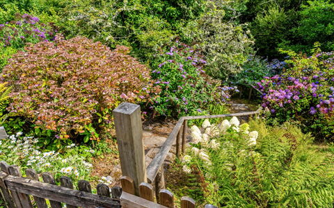 Millook Water: Fiore, Verde, Foglia, Vegetazione, Giardino, Arbusto, Comunita 'Impianto, Groundcover, Rosa, Primavera