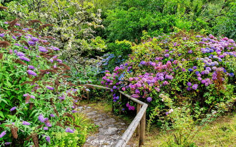 Millook Water: Fiore, Arbusto, Giardino, Comunita 'Impianto, Groundcover, Viola, Rosa, Primavera, Pianta Fiorita, Giardino Botanico