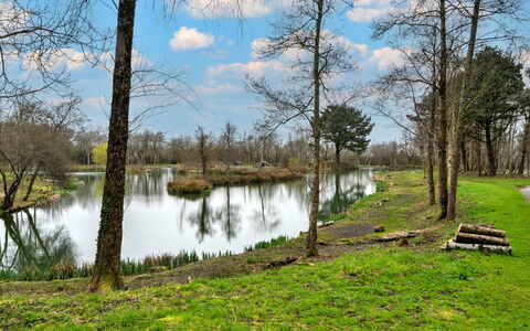 Pine Forest Lodge: Acqua, Risorse Idriche, Corpo D'Acqua, Albero, Natura, Ambiente Naturale, Paesaggio Naturale, Verde, Ramo, Banca