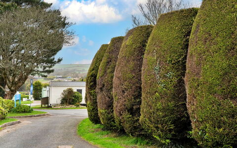 Pine Forest Lodge: Arbusto, Paesaggio, Hedge, Giardino, Woody Impianto, Landscaping, Giardino Botanico, Parco