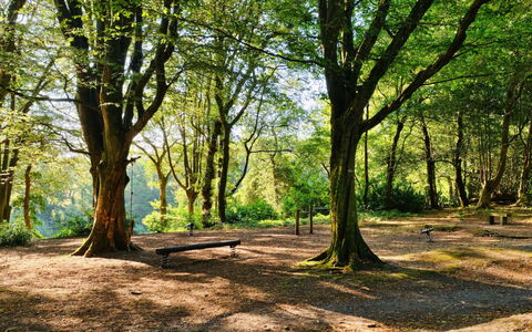 St. Ives 637: Foglia, Ramo, Albero, Natura, Ambiente Naturale, Verde, Erba, Legna, Vegetazione, Paesaggio Naturale