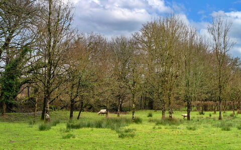 Oak Leaf Cottage: Erba, Albero, Ambiente Naturale, Pascolo, Paesaggio Naturale, Plain, Pascolo, Ecoregione, Lotto, Prato