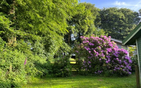 Brockwood: Fiore, Foglia, Vegetazione, Arbusto, Giardino, Rosa, Comunita 'Impianto, Groundcover, Primavera, Viola