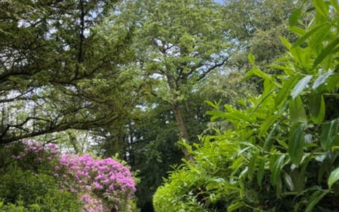 Brockwood: Foglia, Verde, Natura, Vegetazione, Ramo, Arbusto, Giardino, Comunita 'Impianto, Groundcover, Trail