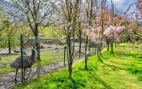 Trimstone Manor - Granary Cottage: Erba, Albero, Ramo, Natura, Foglia, Arbusto, Pascolo, Giardino, Primavera