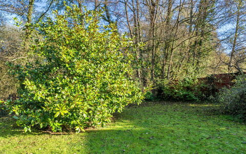 Mill Cottage, Great Houndbeare Farm: Foglia, Vegetazione, Arbusto, Comunita 'Impianto, Groundcover, Giardino, Woody Impianto, Giardino Botanico