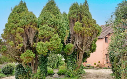 Heselwood: Arbusto, Giardino, Woody Impianto, Landscaping, Sempreverde, Giardino Botanico, Backyard