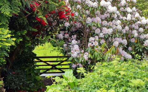 Y Cwtch: Fiore, Giardino, Arbusto, Comunita 'Impianto, Rosa, Groundcover, Primavera, Pianta Fiorita, Woody Impianto
