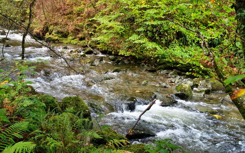 Y Cwtch: Risorse Idriche, Acqua, Corpo D'Acqua, Foglia, Alveo, Natura, Stream, Verde, Ambiente Naturale, Paesaggio Naturale