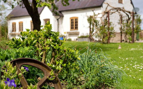 Waen Farm Cottage: Arbusto, Giardino, Casa, Villetta, Casa, Agriturismo, Primavera, Prato, Landscaping