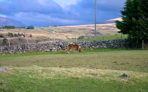 Hedd Wen Cottage: Erba, Pascolo, Pascolo, Ecoregione, Plain, Paesaggio, Area Rurale, Lotto, Campo, Prateria