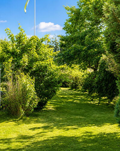 Jennys Pärla: Verde, Foglia, Natura, Vegetazione, Arbusto, Giardino, Groundcover, Primavera, Luce Del Sole
