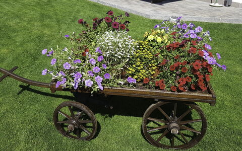 Hopfgarten im Brixental 696: Fiore, Ruota, Giardino, Petalo, Rosa, Fiorai