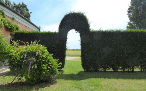 Ca' Rustica: Arbusto, Hedge, Giardino, Landscaping, Prato, Sempreverde, Piantagione