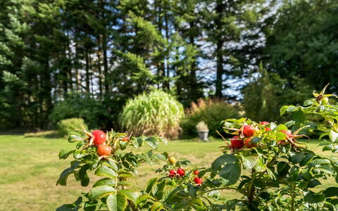 Fritzy - 1.5Km from the Sea: Frutta, Produrre, Cibo, Natural Foods, Rose Di Famiglia, Piantagione