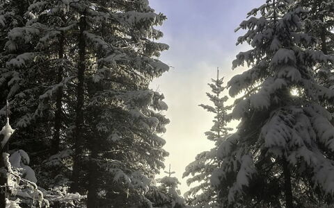 Dösentaler Bergidyll: Ramo, Neve, Albero, Inverno, Ambiente Naturale, Legna, Foresta, Natura Selvaggia, Congelamento