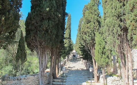 Sa Serra: Albero, Tronco, Woody Impianto, Passerella, Sempreverde, Trail, Pine Famiglia