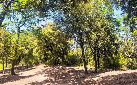 Pari 3: Foglia, Albero, Ramo, Natura, Ambiente Naturale, Vegetazione, Comunita 'Impianto, Trail, Suolo