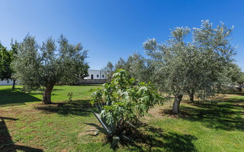 Level 4: Albero, Erba, Plain, Woody Impianto, Giardino, Shade, Prato, Landscaping, Parco