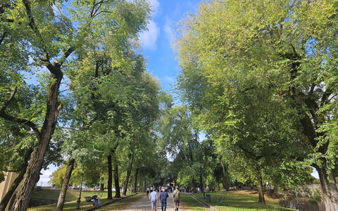 Adele: Albero, Giorno, Foglia, Ramo, Natura, Erba, Vegetazione, Spazio Pubblico, Ricreazione, Strada Transitabile