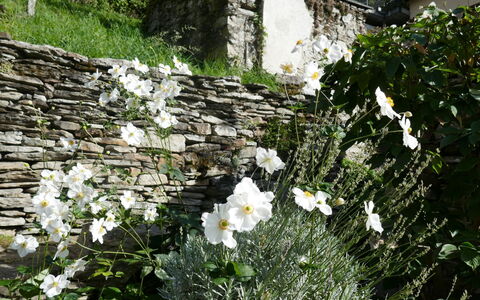 Valserhaus: Fiore, Muro ​​Di Pietra, Groundcover, Pianta Fiorita, Giardino, Pianta Erbacea, Flagstone