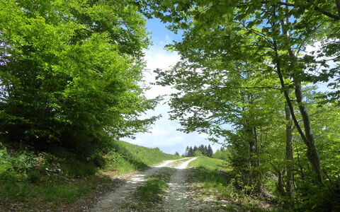 Casa Mis: Albero, Foglia, Verde, Paesaggio Naturale, Strada, Vegetazione, Trail, Arbusto, Natura Selvaggia